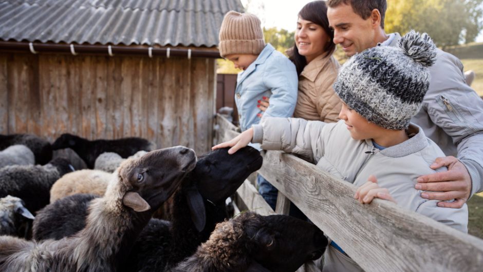 Pensiuni tematice pentru familii: animalele vedete