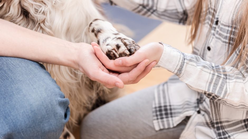 Cum să-ți protejezi animalele de boli