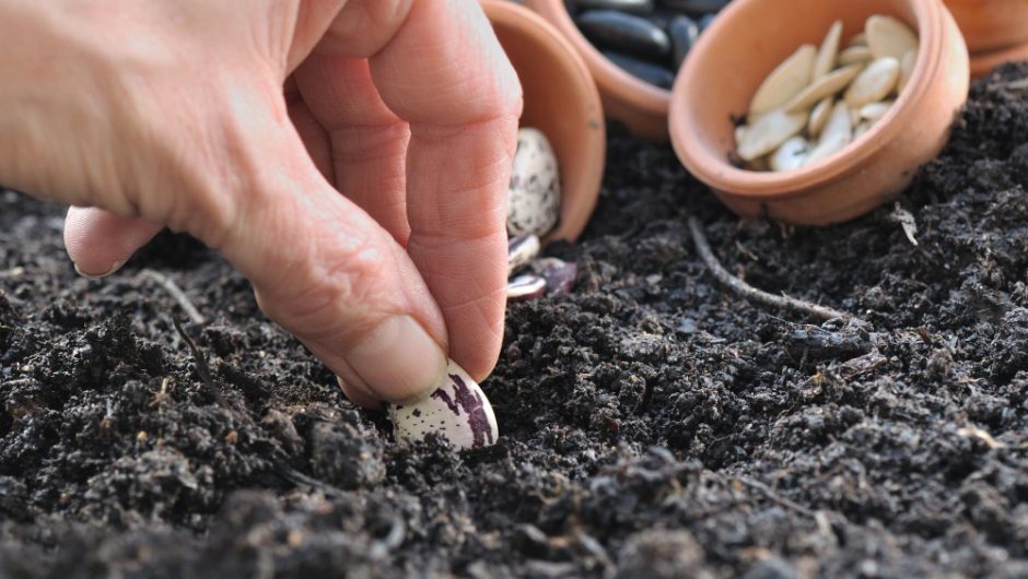 Semințele: rolul lor în agricultură și biodiversitate